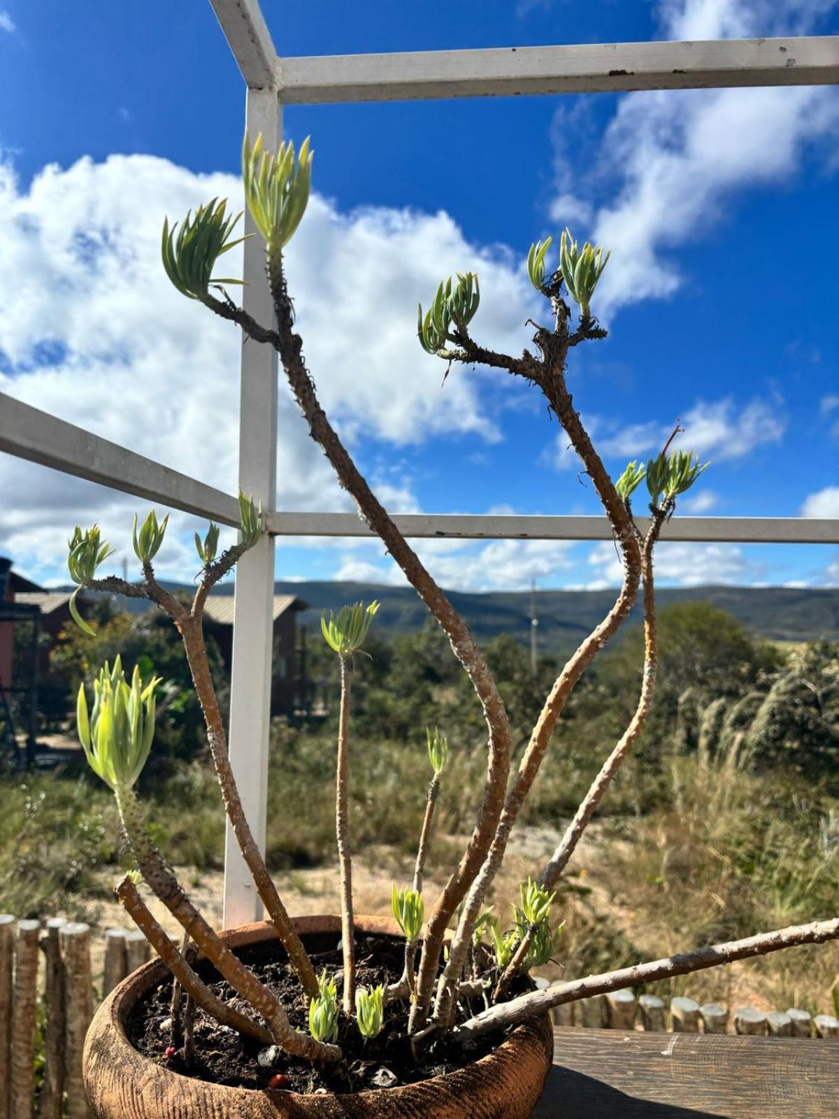 Villa Candomba Alto Paraíso de Goiás Eksteriør bilde